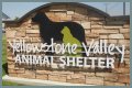 Discover The Heart Of Animal Welfare: Unveiling Yellowstone Animal Shelter