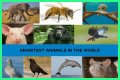 Unveiling The World's Dimmest: Discoveries In Animal Intelligence